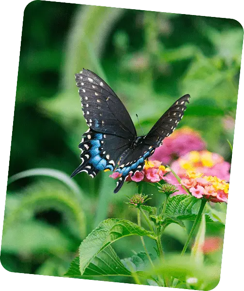 Entreprise engagée pour la biodiversité - accompagnement PME illio