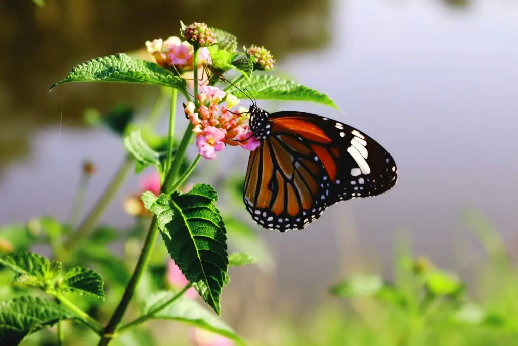 papillon sur une fleure biodiversité entreprise RSE